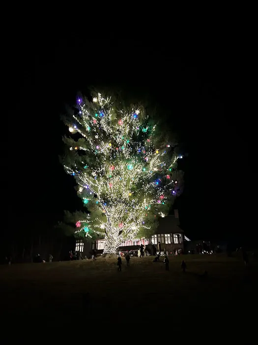 Winter Hill Christmas Tree Picture 2