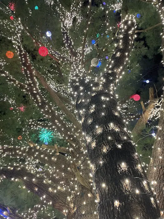 Winter Hill Christmas Tree Picture 4