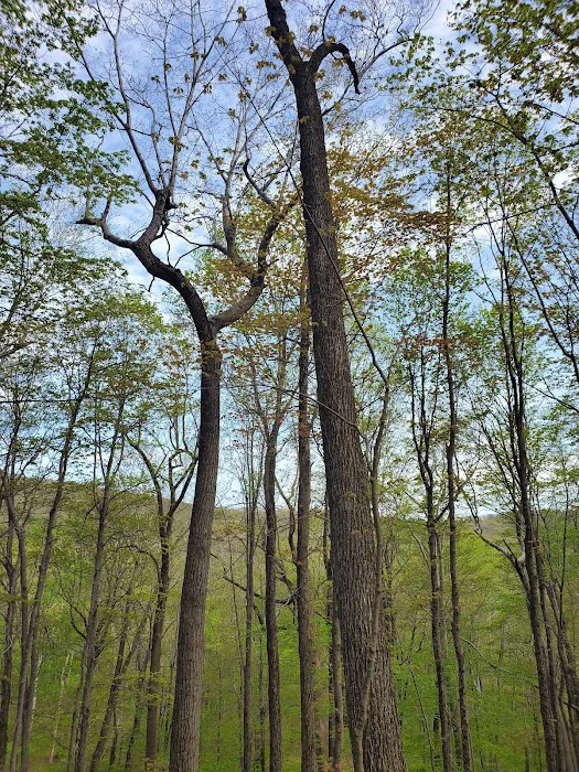 Fahnestock State Park Campground Picture 9