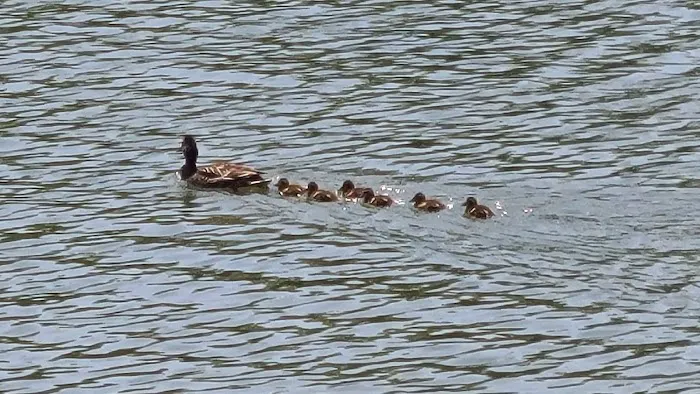 Grace K. Salmon Park Picture 1