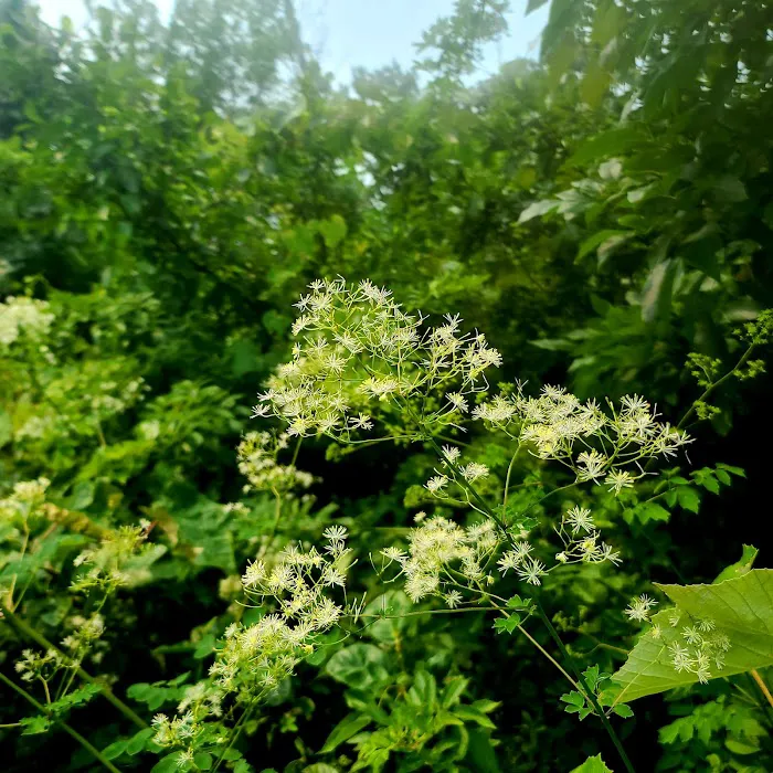 Aspetuck Park Trail Picture 4