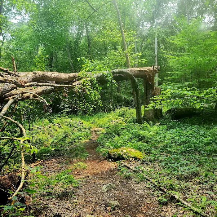 Aspetuck Park Trail Picture 7