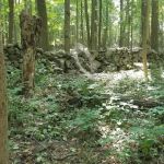 Crow Hill Nature Preserve