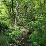 Trout Brook Valley Preserve
