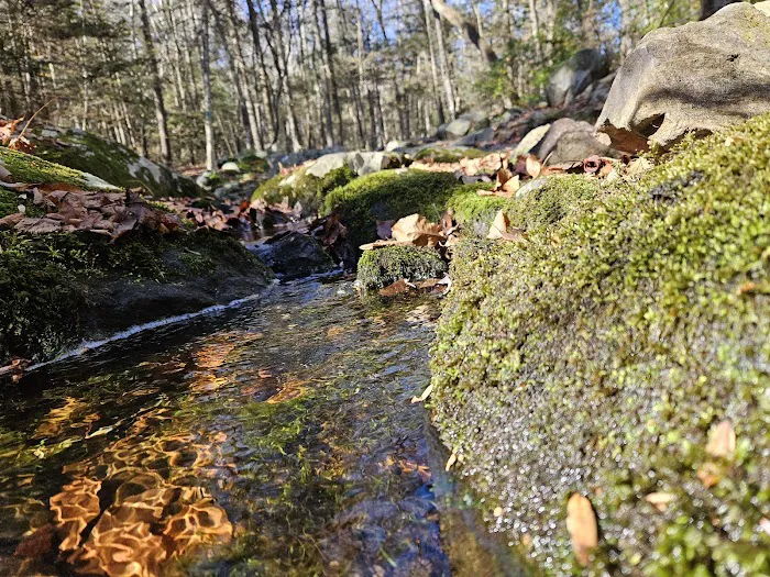 Trout Brook Valley Preserve Picture 7