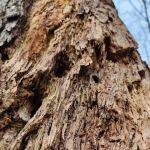 Devil's Den Preserve Pinchbeck Trail Parking