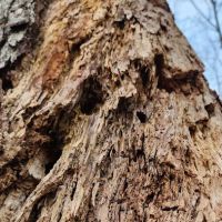 Devil's Den Preserve Pinchbeck Trail Parking ico