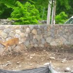 Aspetuck Land Trust: Haskins Preserve