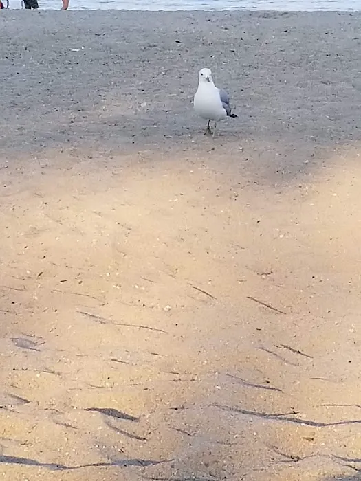 Shady Beach Park Picture 10
