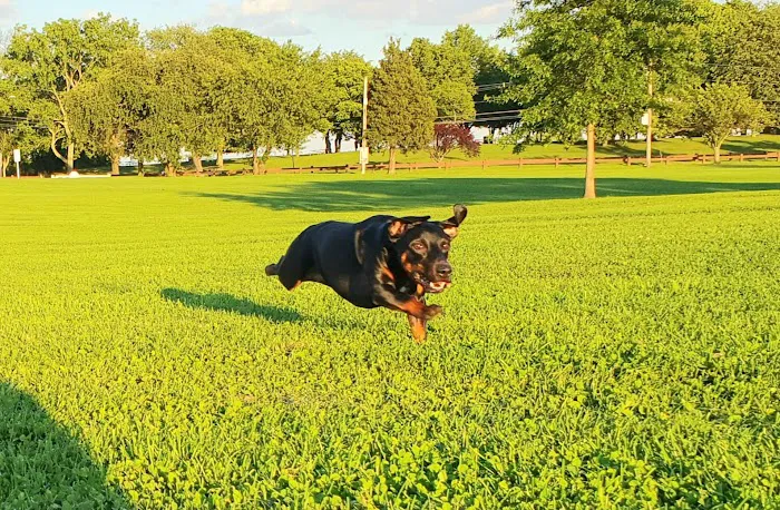 Taylor Farm Dog Park Picture 2