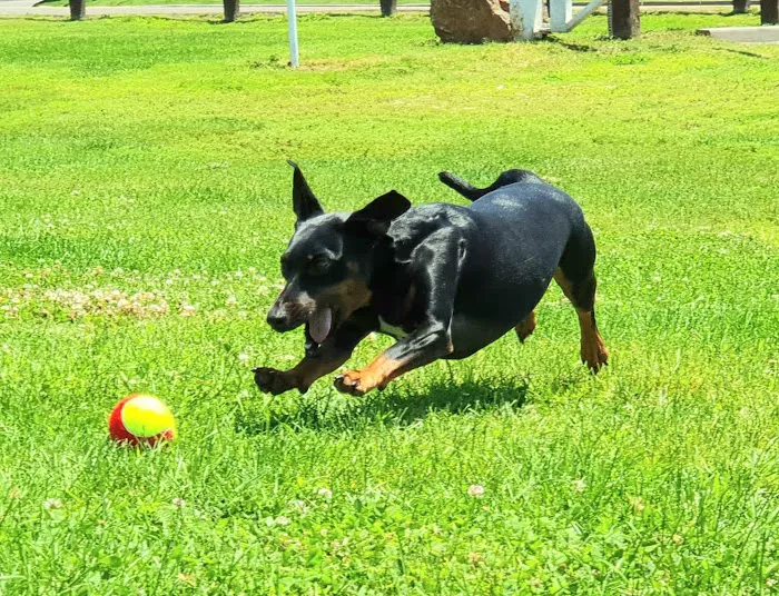 Taylor Farm Dog Park Picture 3