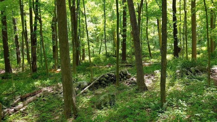 Farrington Woods Picture 2