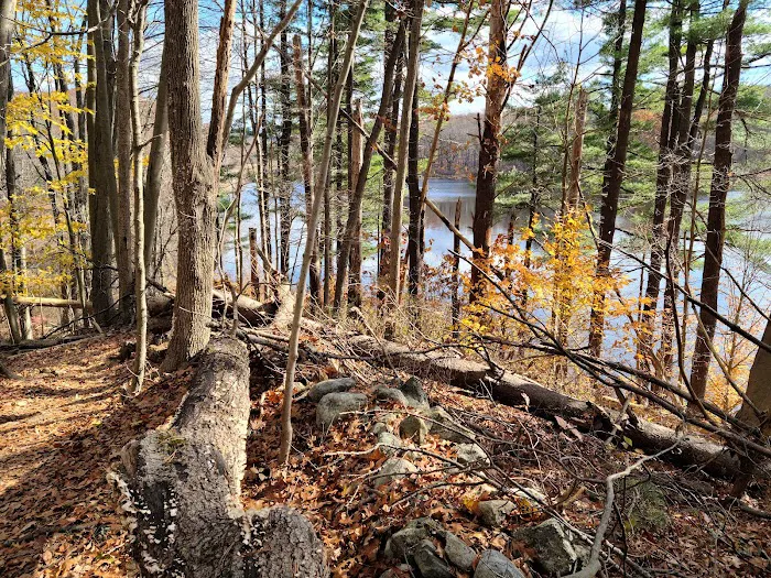 Farrington Woods Picture 8
