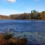 Farrington Woods