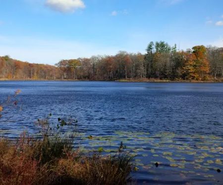 Farrington Woods
