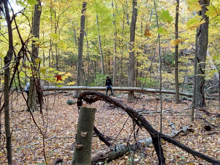 Farrington Woods Picture 9