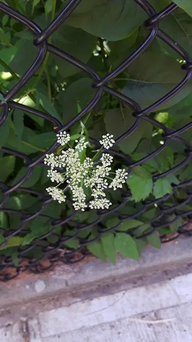 Jeff Dullea Inter Generational Garden At Penn South Coop Picture 1