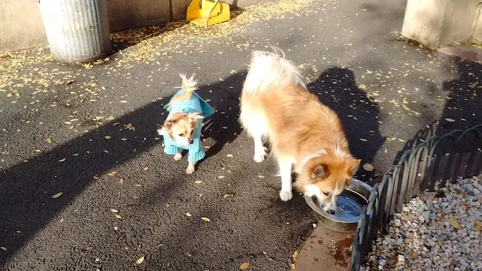Chelsea Waterside Dog Park Picture 3
