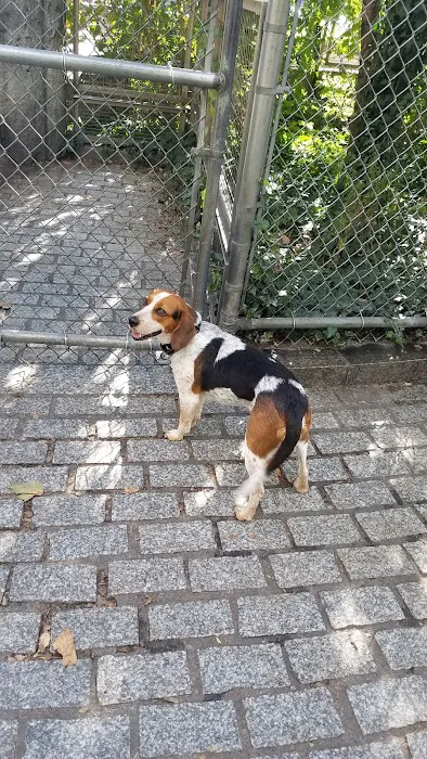 Chelsea Waterside Dog Park Picture 2