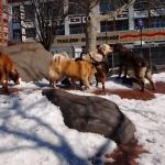 Chelsea Waterside Dog Park