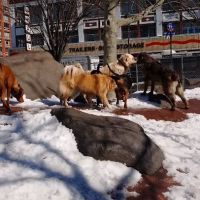 Chelsea Waterside Dog Park ico