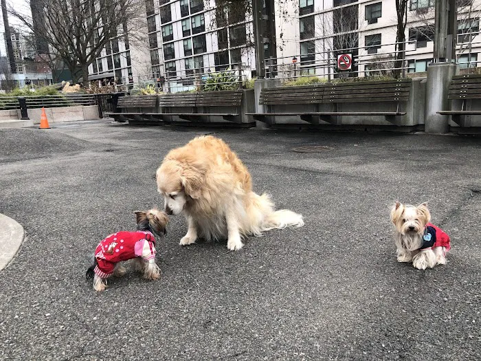 Sirius Dog Run Picture 1