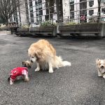 Sirius Dog Run