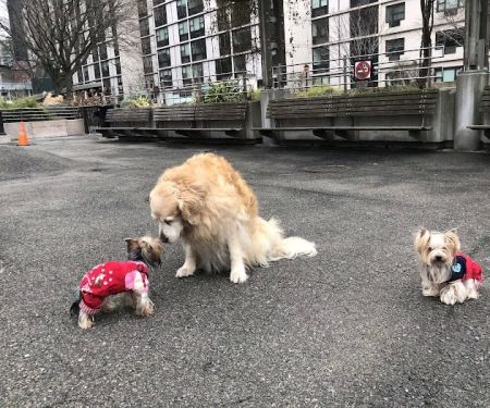 Sirius Dog Run