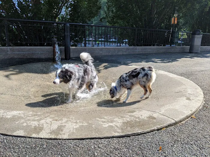 Sirius Dog Run Picture 7