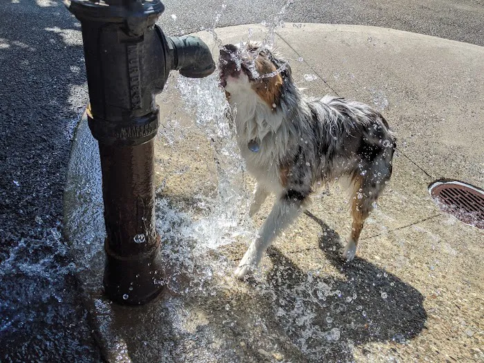 Sirius Dog Run Picture 6