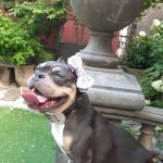Soho Grand Private Dog Park