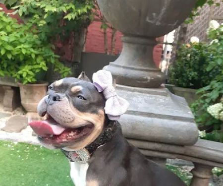 Soho Grand Private Dog Park
