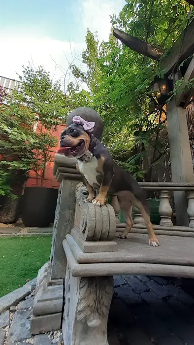 Soho Grand Private Dog Park Picture 4