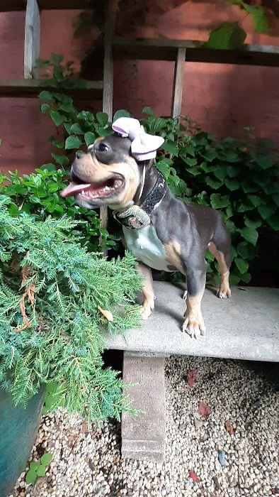 Soho Grand Private Dog Park Picture 2