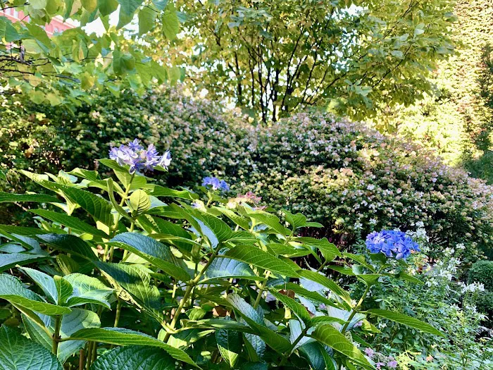 St Luke in the Fields Garden Picture 4