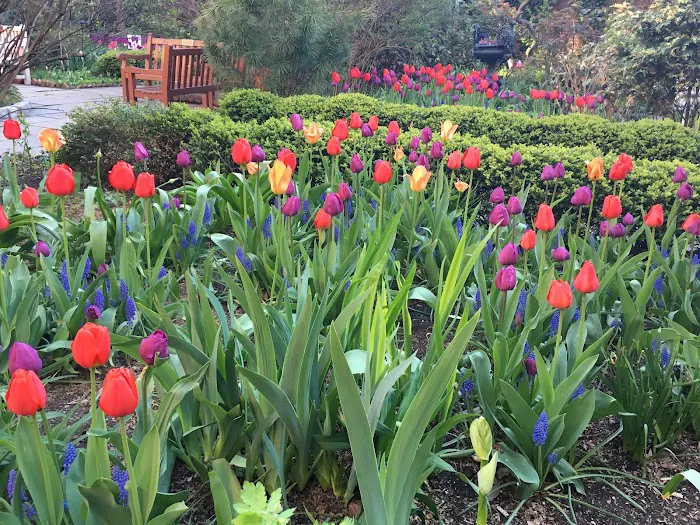 St Luke in the Fields Garden Picture 6