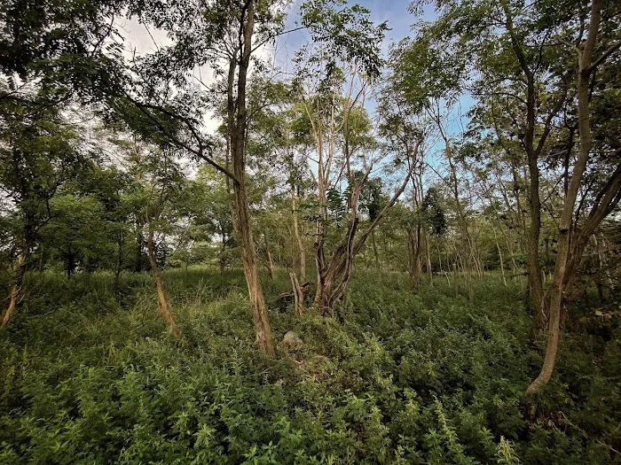 South Beach Wetlands Picture 6