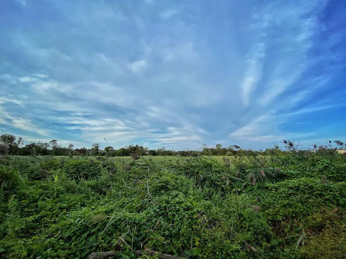 South Beach Wetlands Picture 8