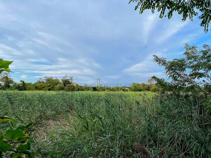 South Beach Wetlands Picture 5