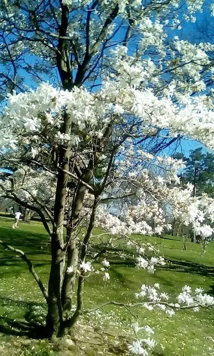 Peach Orchard Park Picture 6