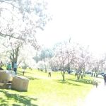 Peach Orchard Park