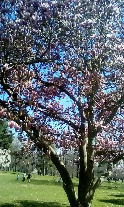 Peach Orchard Park Picture 5