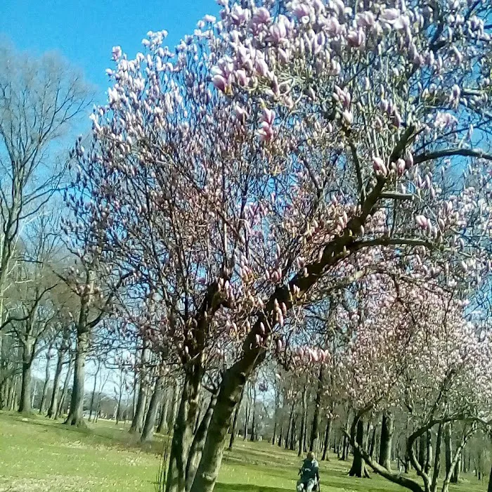 Peach Orchard Park Picture 9