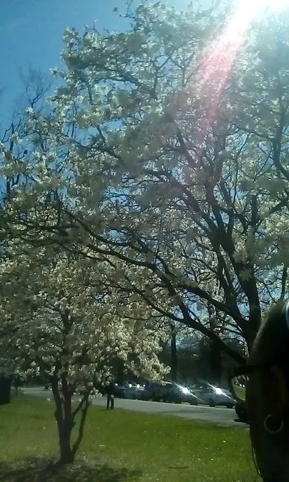 Peach Orchard Park Picture 3
