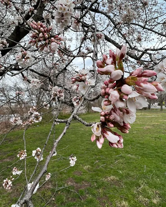 Kearny Dog Park Picture 3