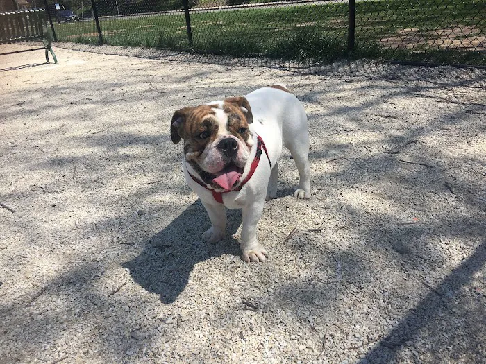 Kearny Dog Park Picture 10