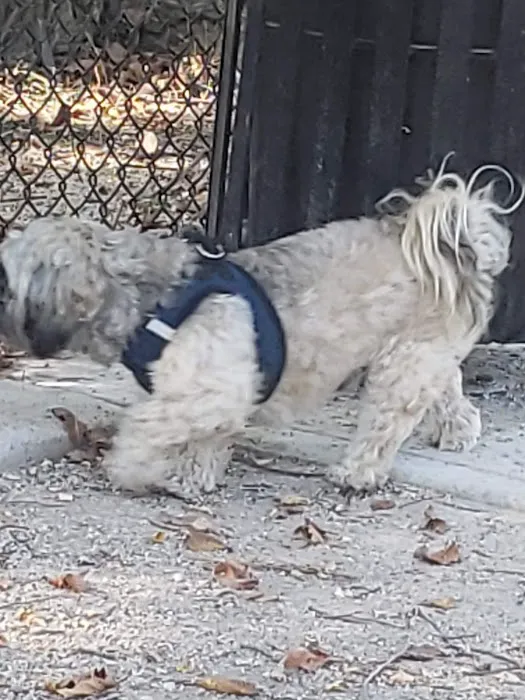 Kearny Dog Park Picture 4