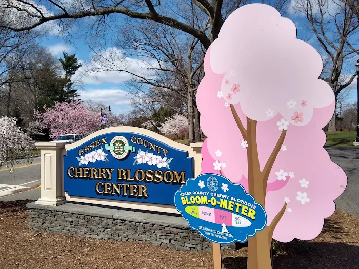 Cherry Blossom Welcome Center Picture 10