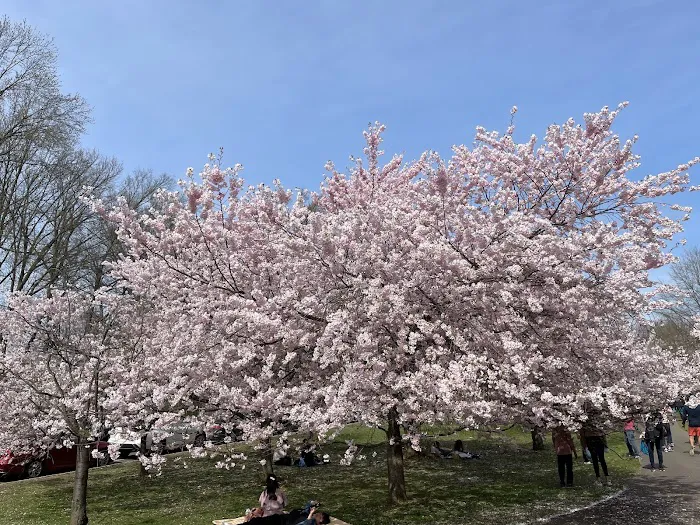 Cherry Blossom Welcome Center Picture 8