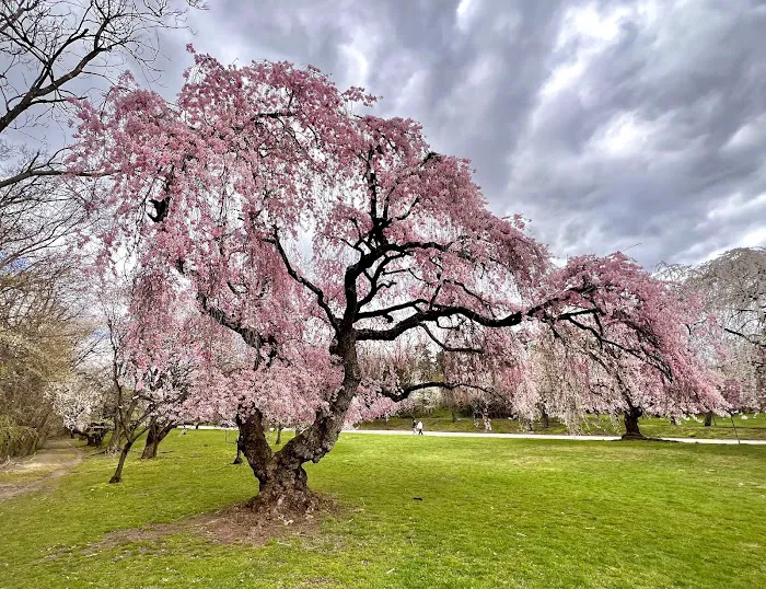 Cherry Blossom Welcome Center Picture 3